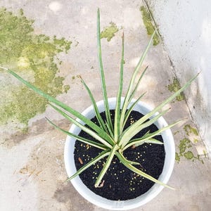 Sansevieria Lady Charm Variegated Free Phytosanitary Certificate Fast Shipping