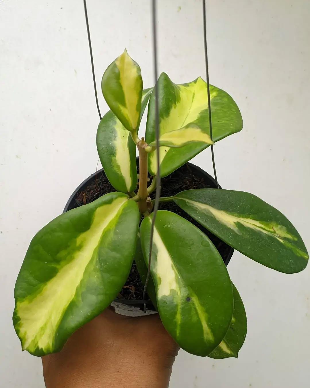 Variegated maharani - Etsy 日本