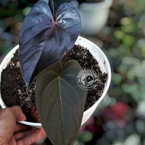 Anthurium Moodeanum - Etsy