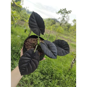 Alocasia Infernalis Black Free Phytosanitary Certificate Fast Shipping