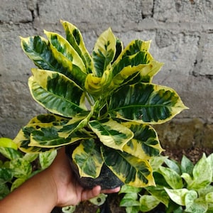 Codiaeum Variegatum Croton Milk Free Phytosanitary certificate Fast Shipping