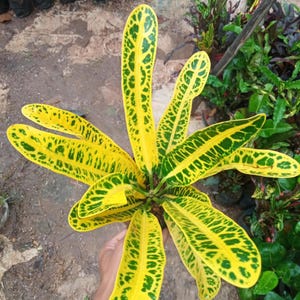 Codiaeum Variegatum Croton Timun (Cucumber) Free Phytosanitary certificate Fast Shipping