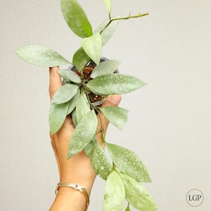 Hoya Lacunosa Silver Seltene Exotische Pflanze, kostenloses pflanzengesundheitliches Zertifikat
