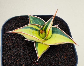 Sansevieria Pinguicula Variegated Free Phytosanitary Certificate Fast Shipping