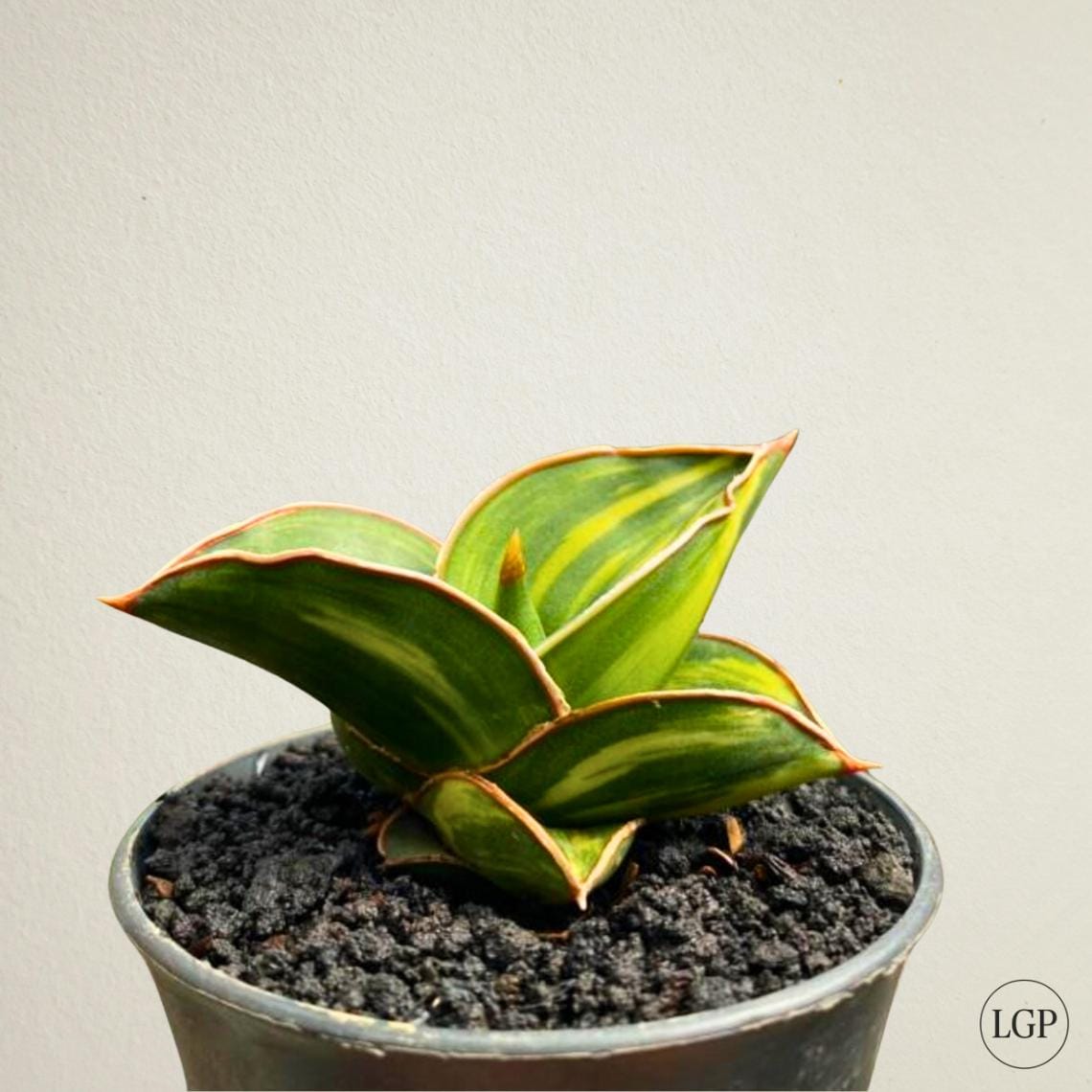 サンスベリア Sansevieria Samurai variegated Sansevieria Samurai Variegated Dwarf Unique Live Plant - Etsy