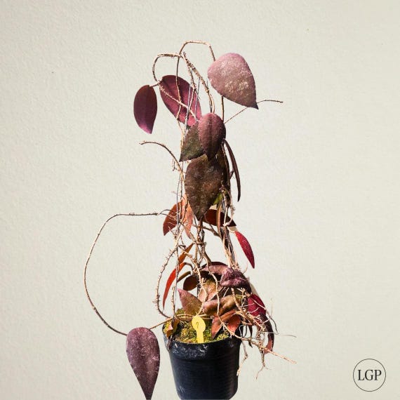 ホヤ　カウダータ Hoya caudata ssp. red サクララン ホヤ カウダータ Hoya caudata ssp. red サクララン