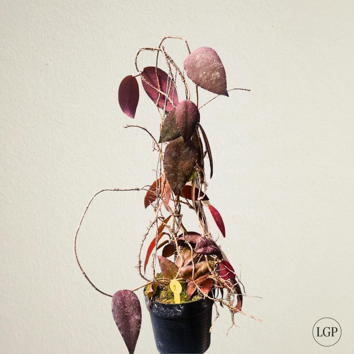 Hoya argentea princess - Etsy 日本