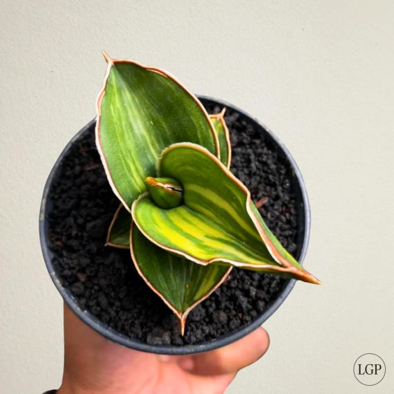 Sansevieria Samurai Dwarf Variegated Free Phytosanitary