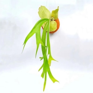 Platycerium Bifurcatum, The most unique to find!  Fast Shipping