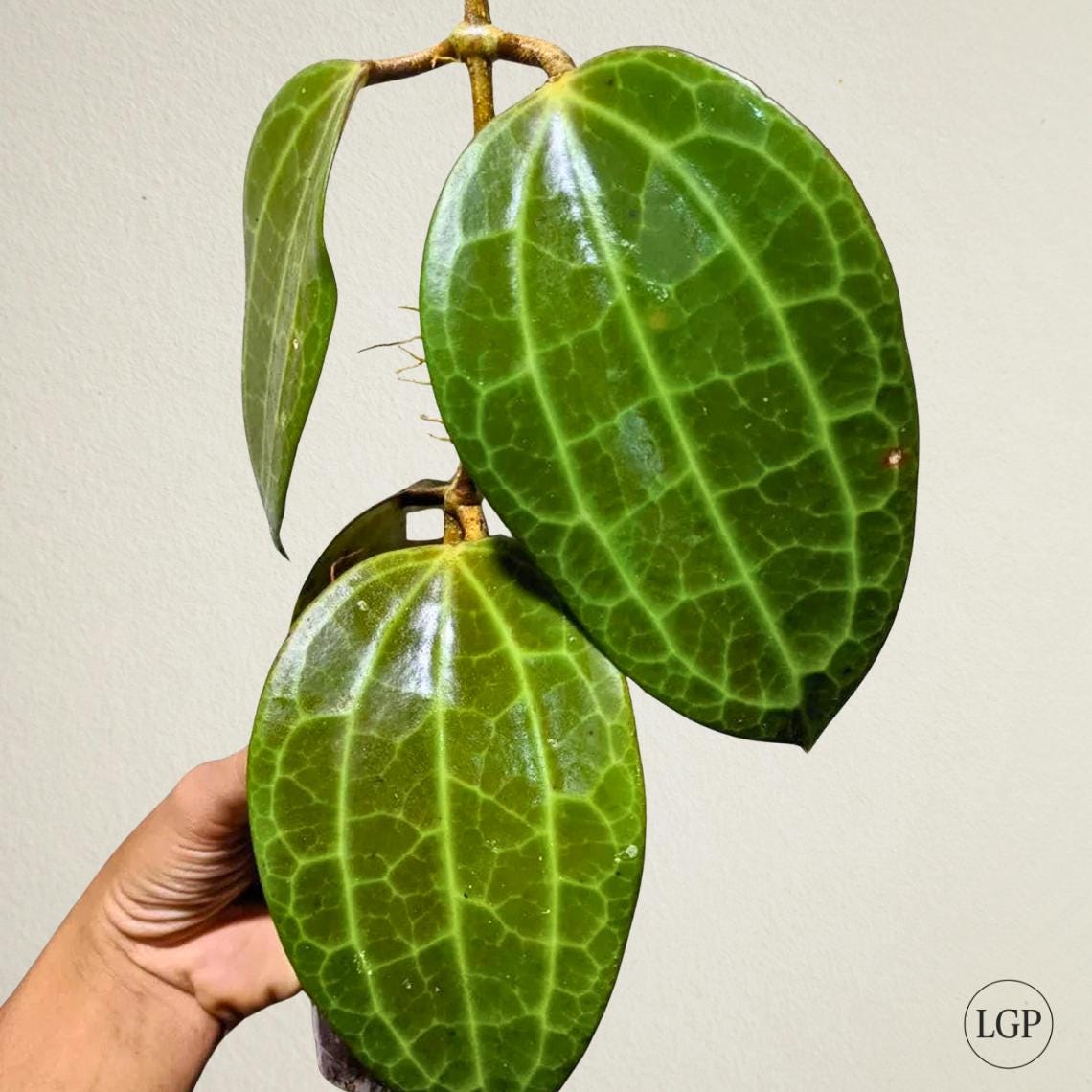 Hoya serpens - Etsy 日本