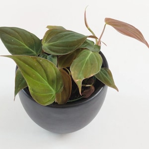 Philodendron Micans Free Phytosanitary Certificate Fast Shipping by DHL