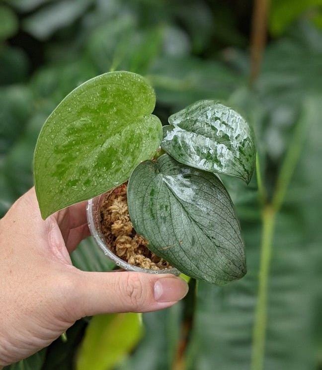 Scindapsus Tricolor Dark Form - Etsy