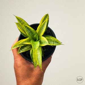 Sansevieria Gabriella Free Phytosanitary Certificate Fast Shipping