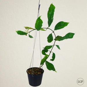 Hoya Praetorii sp Papua Certificado Fitosanitario Gratis Envío Rápido