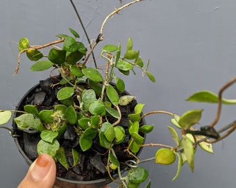 Wholesale Hoya Minutiflora The most unique Hoya flower Rare to find! Free Phytosanitary Certificate Fast Shipping
