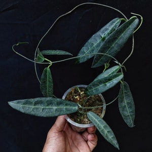 Hoya Hypolasia The most unique Hoya flower Rare to find! Free Phytosanitary Certificate Fast Shipping