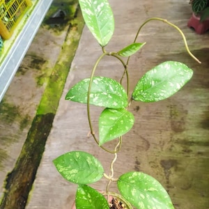 Hoya Sp Aceh Splash Free Phytosanitary Certificate Fast Shipping