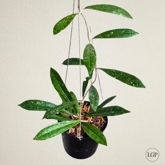 HOYA ロヘリ 250808 21 Hoya Rosita - Sunstressed - Rare Hoya - 4
