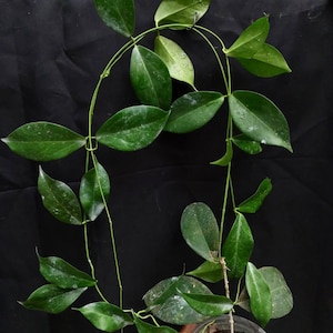 Rare Hoya Globulifera Unique Flowering Plant