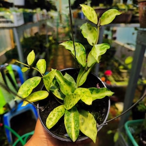 Hoya Lacunosa Amarilo Seltene Blütenpflanze
