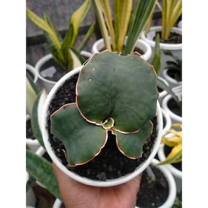 サンスベリア Dragon King variegated サンスベリア ドラゴン キング 斑入りSANSEVIERIA DRAGON KING