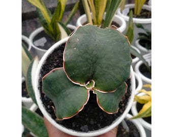 Sansevieria Dragon King Gratis pflanzengesundheitliches Zertifikat Schneller Versand
