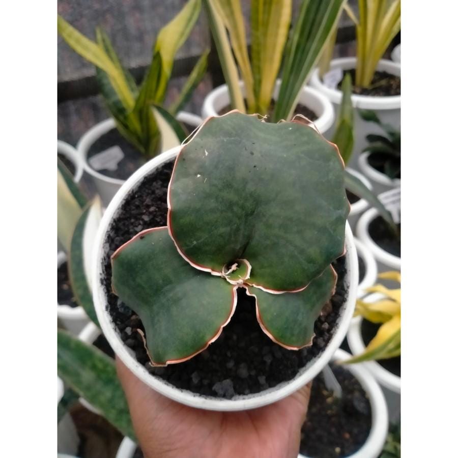 サンスベリア Dragon King variegated ⭐Sansevieria Dragon King variegated⭐SOLD OUT - サンスベリア