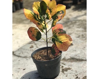 Codiaeum Variegatum Croton Soimah Pancawati Free Phytosanitary certificate Fast Shipping