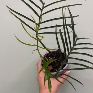 Philodendron Tortum  Free Phytosanitary Certificate Fast Shipping by DHL