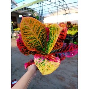 Codiaeum Variegatum Croton Worten Brauty Ori Free Phytosanitary certificate Fast Shipping
