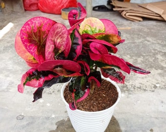 Codiaeum Variegatum Croton Apple KLX Free Phytosanitary certificate Fast Shipping