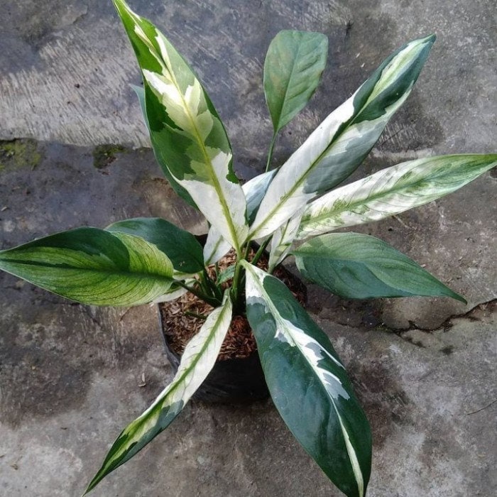 希少スパティフィラム⭐︎ピカソ spathiphyllumpicasso #spathiphyllum #スパティフィラムピカソ