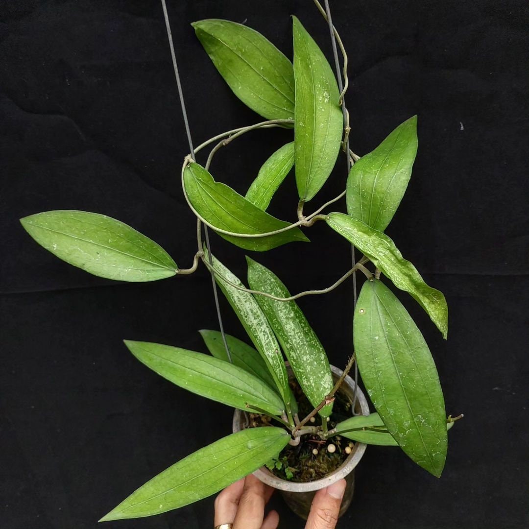 Hoya Rindu Rafflesia the Most Unique Hoya Flower Rare Free ...