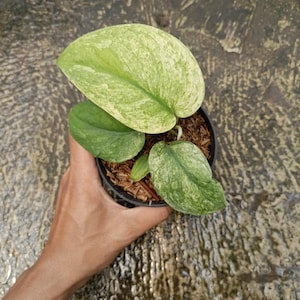 Scindapsus Creme Brulee Variegated Free Phytosanitary Certificate Fast Shipping