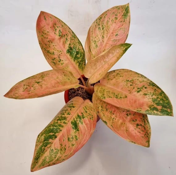 人気新品入荷 Banana Sweet Aglaonema Rare Phytosanitary Free Find! to その他観葉植物