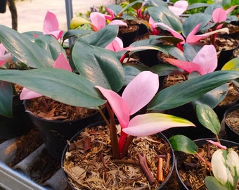 Wholesale Philodendron Pink Congo Free Phytosanitary Certificate Fast Shipping