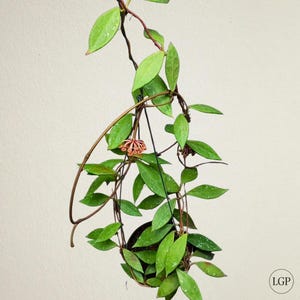 Hoya Rundumensis Free Phytosanitary Certificate Fast Shipping