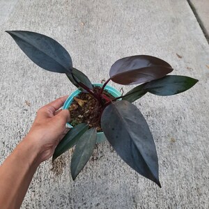 Philodendron Royal Queen Free Phytosanitary Certificate Fast Shipping