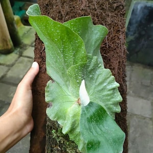 Platycerium Elephantotis, The most unique to find!  Fast Shipping
