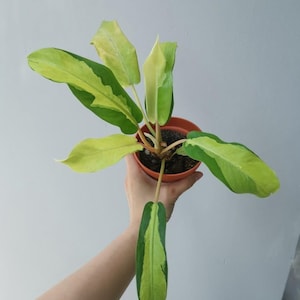フィロデンドロン タイ サンライズ 植物検疫証明書無料 DHL による迅速な配送