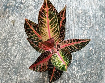 Wholesale Aglaonema Pride Of Sumatra Rare to find! Free Phytosanitary Certificate Fast Shipping