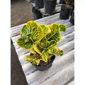 Codiaeum Variegatum Croton Apple Bagaskara Free Phytosanitary certificate Fast Shipping