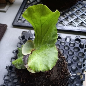 Platycerium Neptun, Das Einzigartigste zu finden!  Schneller Versand