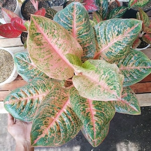 Wholesale Aglaonema Harleyqueen Beautiful Leaves Rare to find! Free Phytosanitary Certificate Fast Shipping