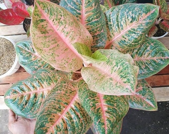 Wholesale Aglaonema Harleyqueen Beautiful Leaves Rare to find! Free Phytosanitary Certificate Fast Shipping