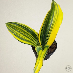 Sansevieria Malawi Midnight Variegated Free Phytosanitary Certificate Fast Shipping