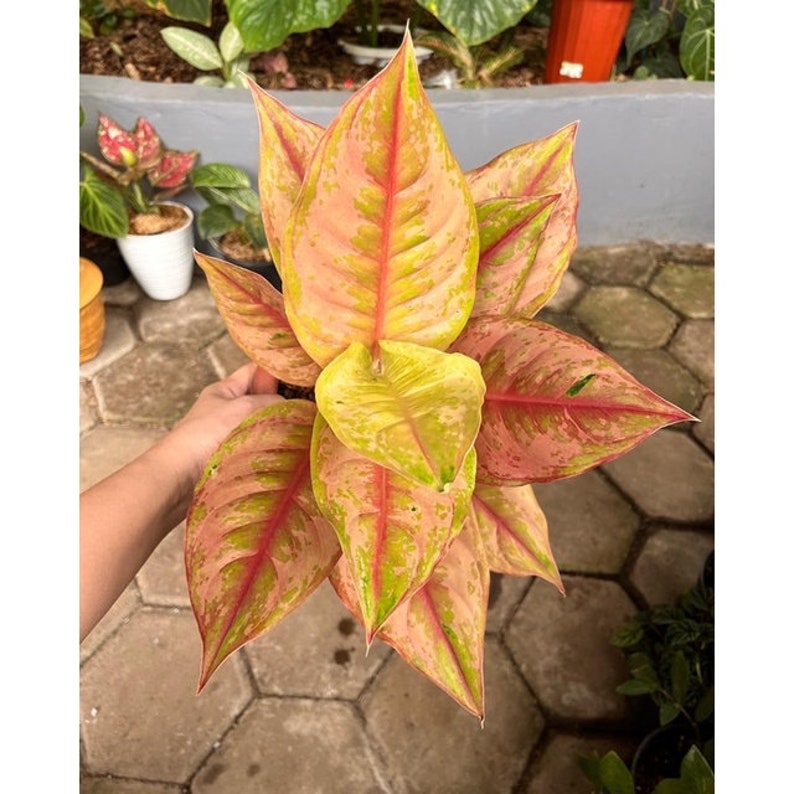 Aglaonema Light Of Diamond Beautiful Leaves Rare to find Free Phytosanitary Certificate Fast Shipping image 3