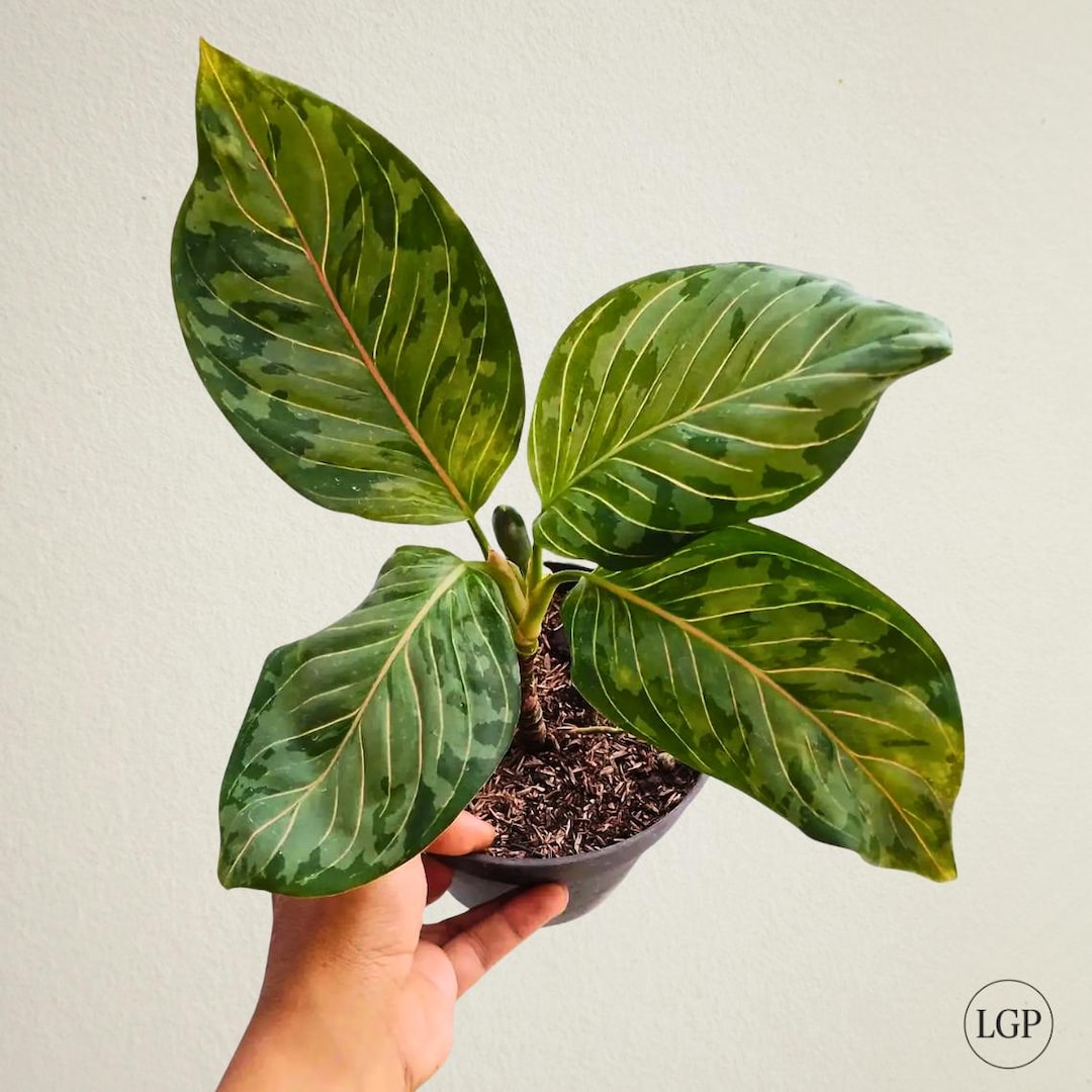 極美株】Aglaonema Rotundum Aceh ☆アグラオネマ 5. Aglaonema pictum