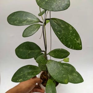 Hoya Elliptica Splash Free Phytosanitary Certificate Fast Shipping