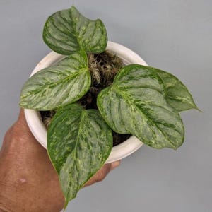 Philodendron Sodiroi Variegated Free Phytosanitary Certificate Fast Shipping